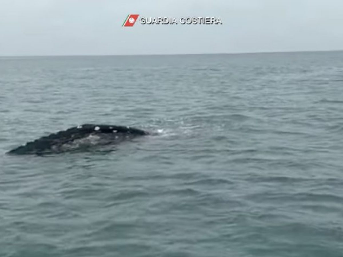Avvistata balena grigia lunga 7 metri a Fiumicino si è avvicinata alla foce del Tevere Avvistata balena grigia lunga 7 metri a Fiumicino si è avvicinata alla foce del Tevere