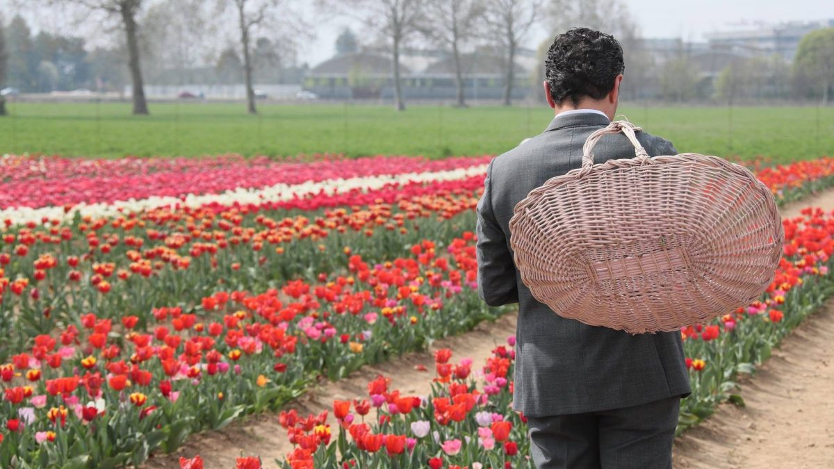 Il campo di tulipani alle porte di Milano (Foto: Tulipani–italiani)