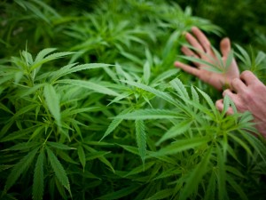 Giornata mondiale della cannabis, il 20 aprile a Milano semina pubblica e semi gratis a tutti
