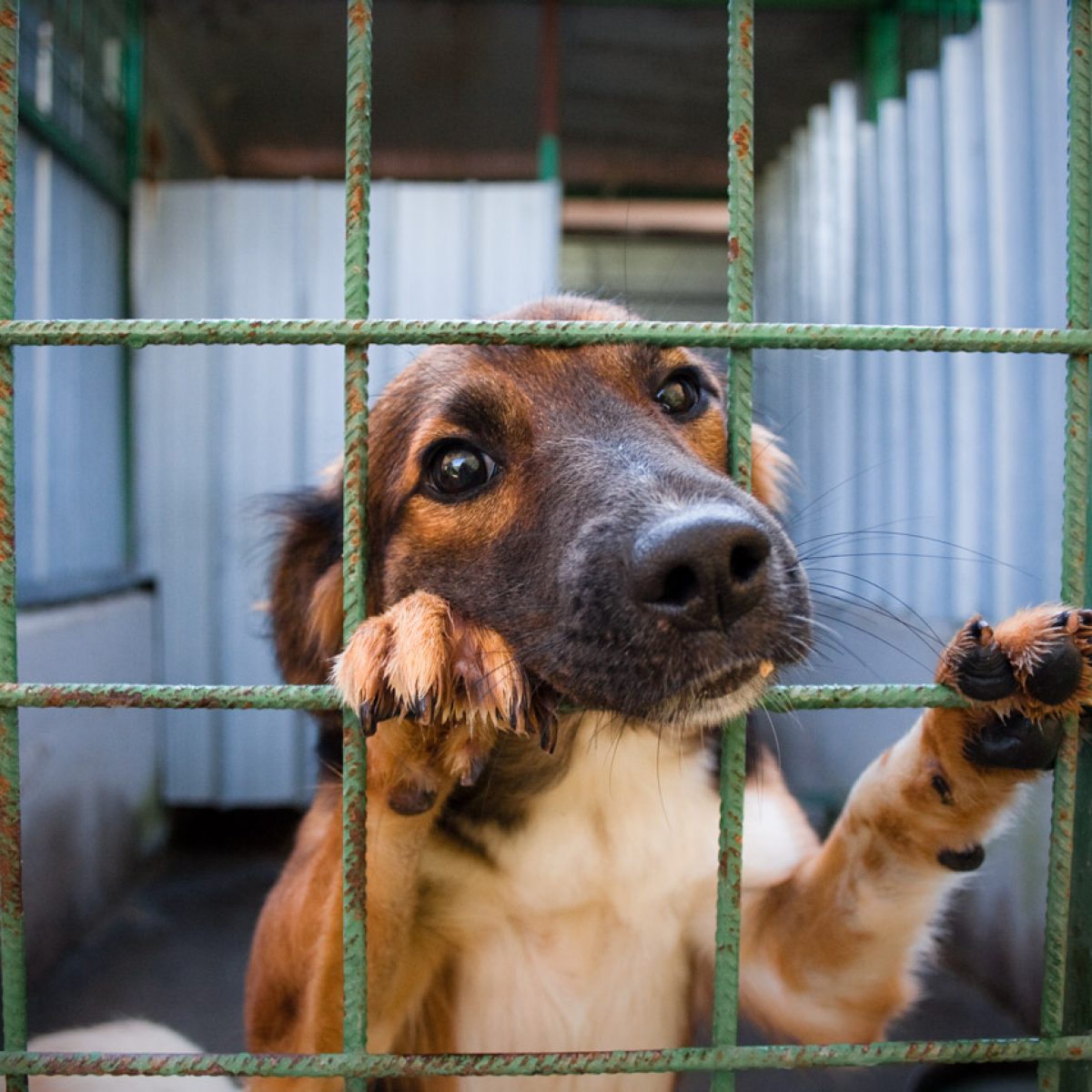Cani E Gatti Maltrattati A Bergamo Al Freddo E Tra La Sporcizia