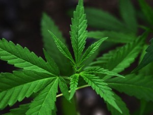 Apre a Milano il primo negozio che vende piante di marijuana (ma per scopi ornamentali)