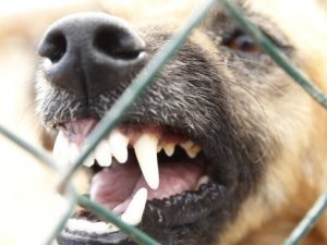 Ragazza di 27 anni morsa da una cane alla testa e al seno a Castenedolo: operata