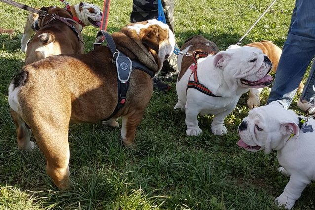 Un'invasione di simpatici bulldog a Brescia: il 26 marzo il 13esimo "Bulldog day"