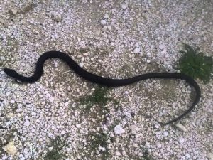 Bimba di 7 anni morsa da un serpente nel cortile di casa a Milano: non è grave
