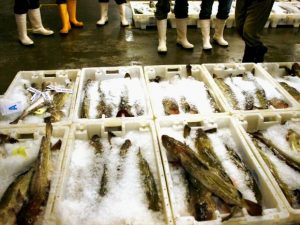 Milano, lite a pesci in faccia tra il venditore e una cliente al mercato: "Non è fresco"
