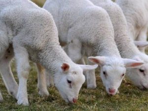 Blitz animalista al Duomo di Milano contro l'uccisione degli agnelli a Pasqua