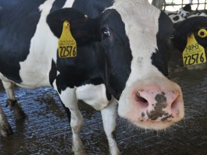 Auto si schianta contro una mucca a Solaro: ferito un 57enne, salvo l'animale