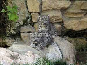 Arman e Neko, i due cuccioli di leopardo delle nevi (foto dal sito web del parco faunistico "Le Cornelle": www.lecornelle.it)