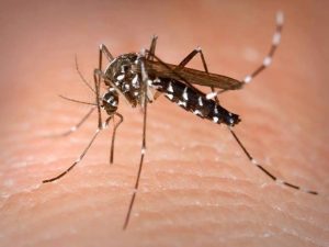 Le zanzare invadono Milano: colpa della disinfestazione fatta in ritardo