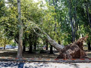 Temporale violentissimo a Milano, sradicati diversi alberi