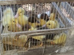 Bergamo, alla sagra in premio animali vivi: multati gli organizzatori