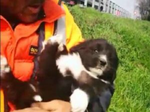 La cagnolina tratta in salvo