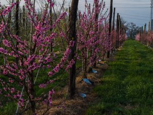 I filari in fiore (Facebook)