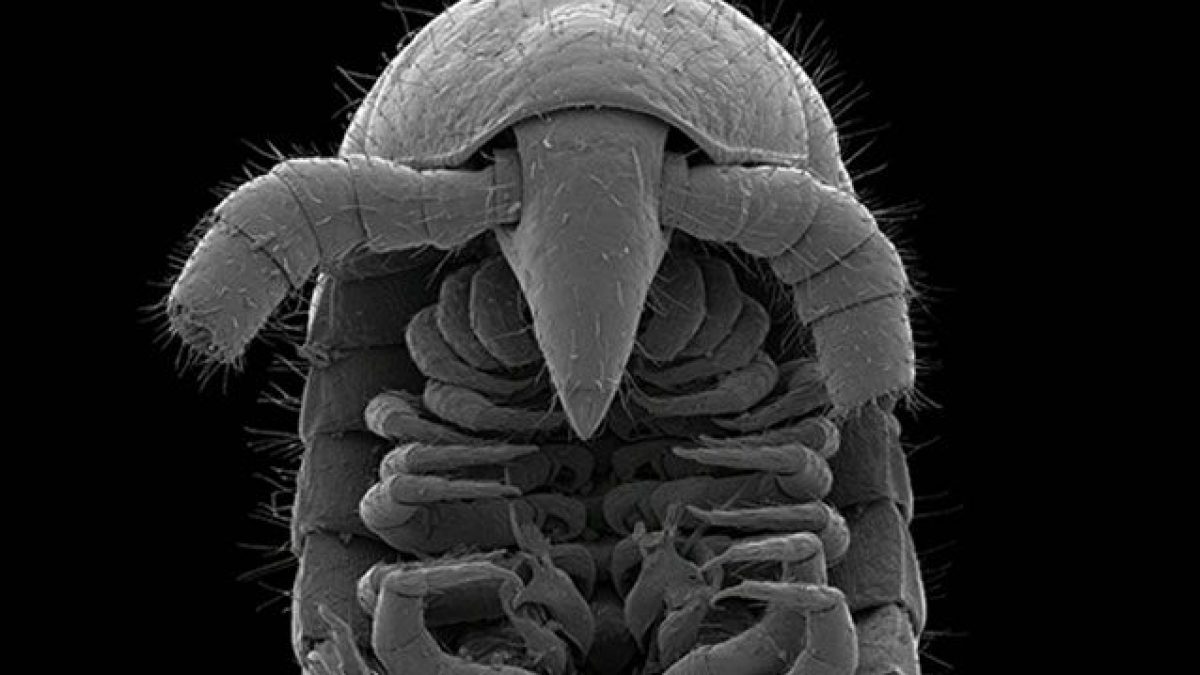 Un esemplare di E. persefone maschio / Marek et al, Scientific Reports 2021