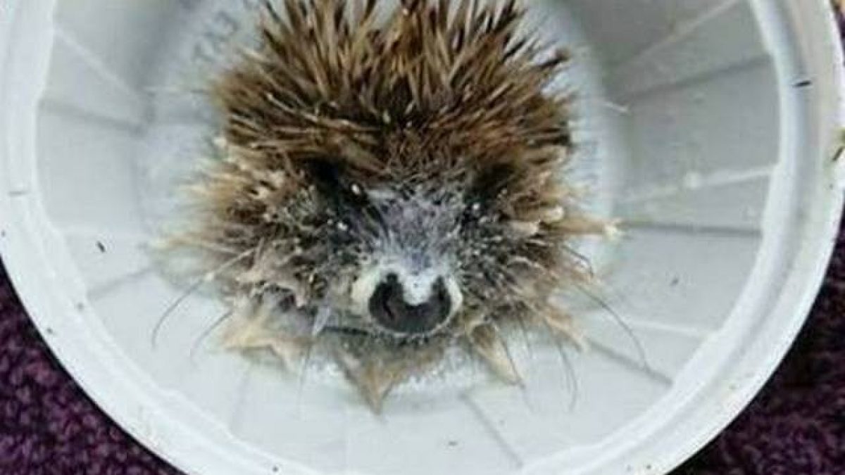 Un riccio con la testa incastrata in un coperchio del McFlurry. Credit: Larkmead Vets