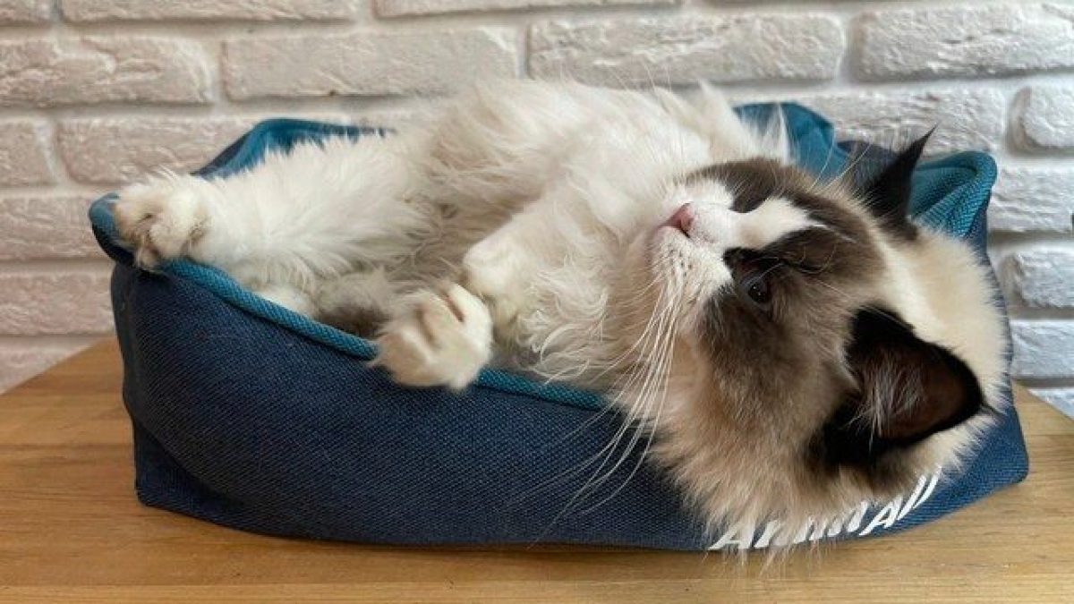 Credit: Cat Cafe Lviv/Facebook