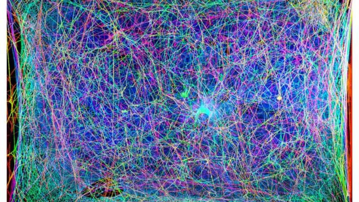 La ragnatela in falsi colori trasformata in musica. Credit: Isabelle Su e Markus Buehler