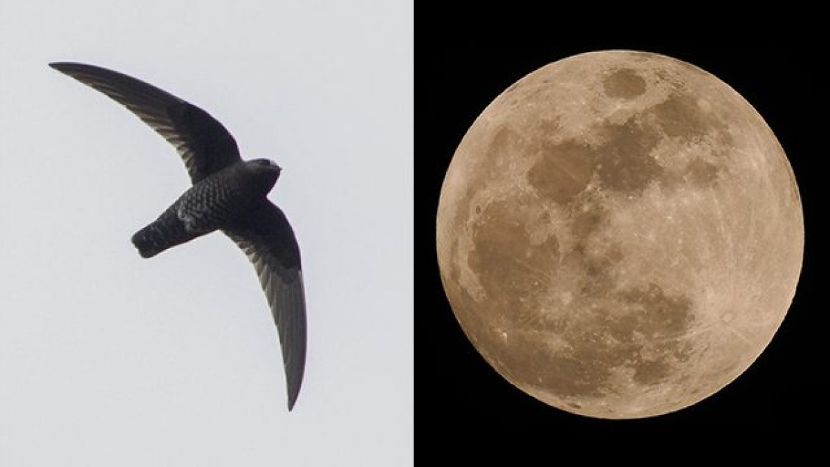 Un rondone nero settentrionale e la Luna Piena. Credit: Zak Pohlen / Andrea Centini