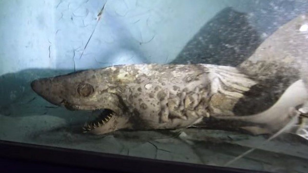 Lo squalo mummificato. Credit: Juj’ Urbex/YouTube
