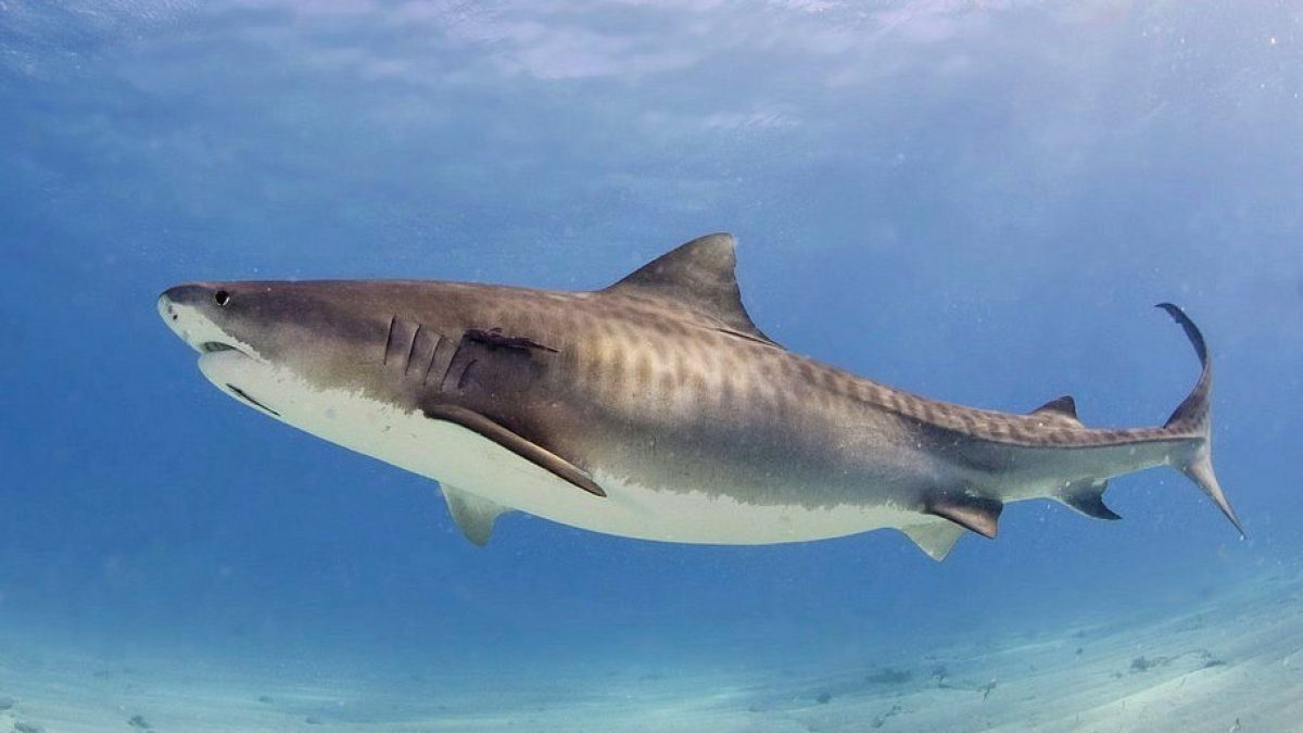 Uno squalo tigre. Credit: Albert Kok / wikipedia