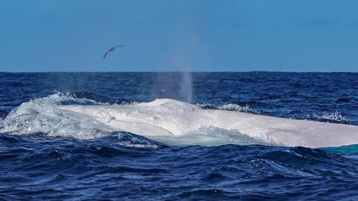 La megattera bianca avvistata alle Azzorre. Credit: Nini Darius / CWAzores