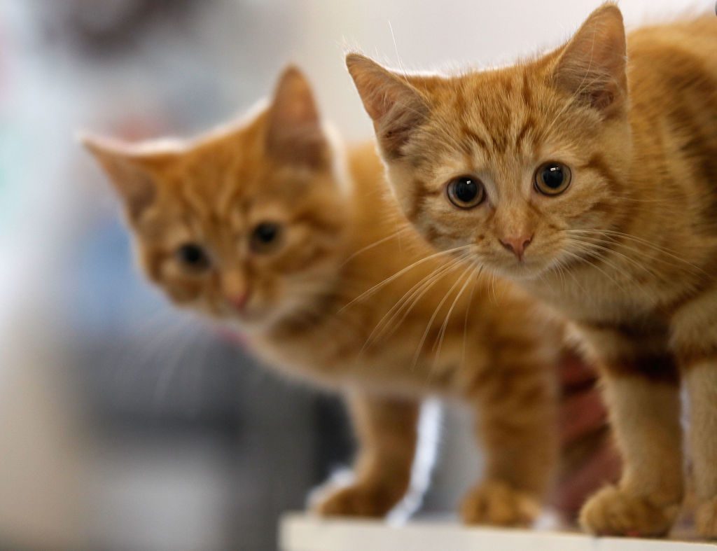 I gatti che vivono insieme imparano il nome dei loro amici felini I gatti che vivono insieme imparano il nome dei loro amici felini