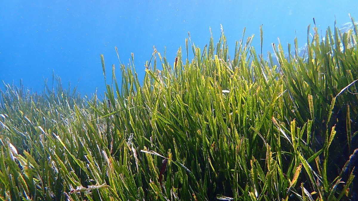 Posidonia oceanica / Wikipedia