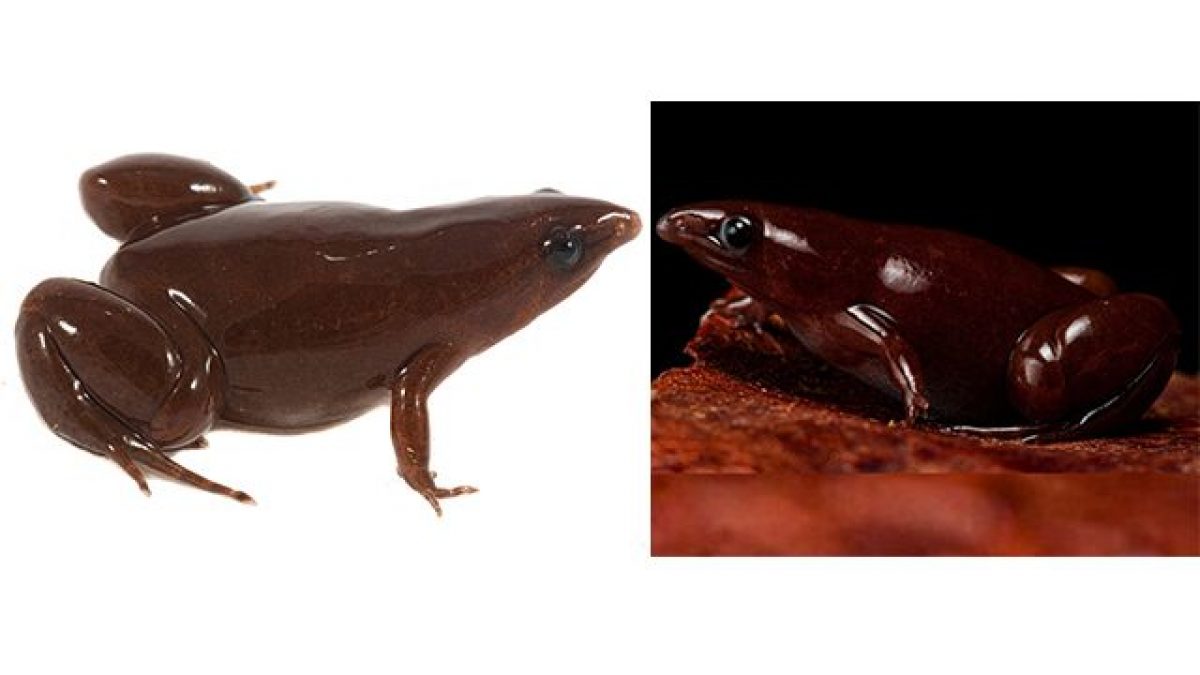 Credit: Evolutionary Systematics / Germán Chávez