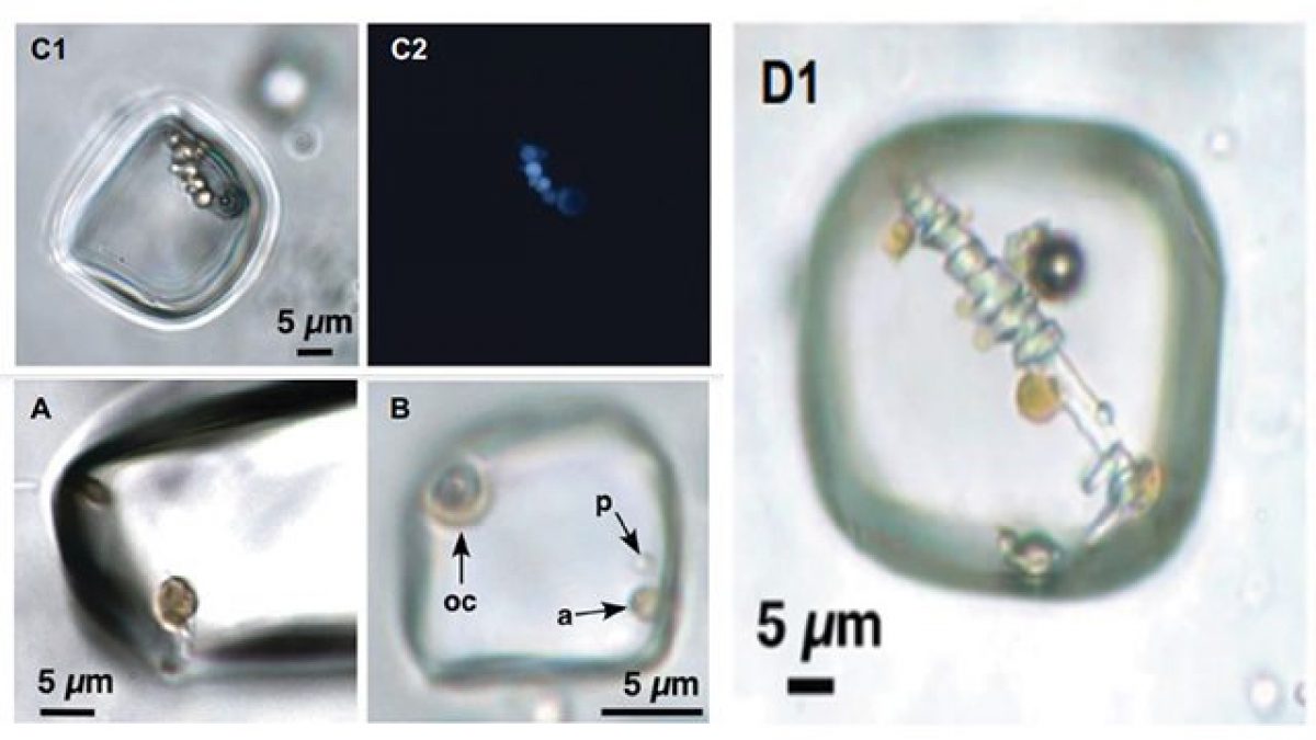 Composti organici, cellule di procarioti ed eucarioti in campioni di salgemma di 830 milioni di anni. Credit: Geology