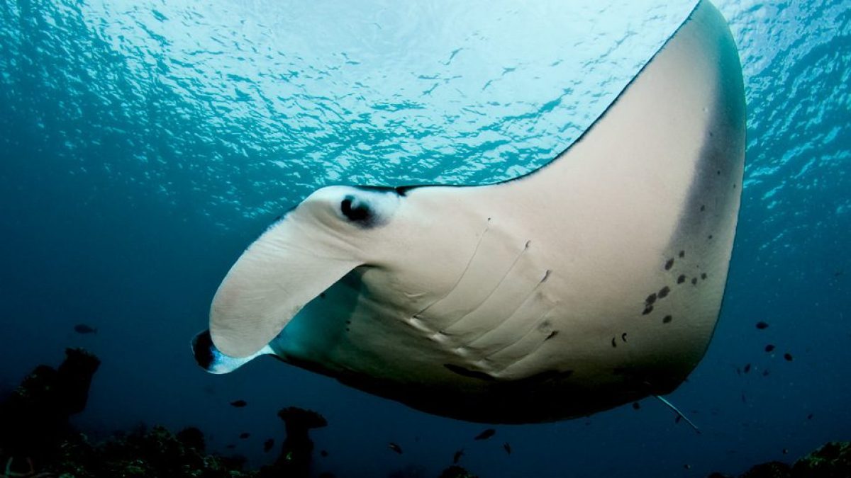 Manta alfredi. Credit: wikipedia