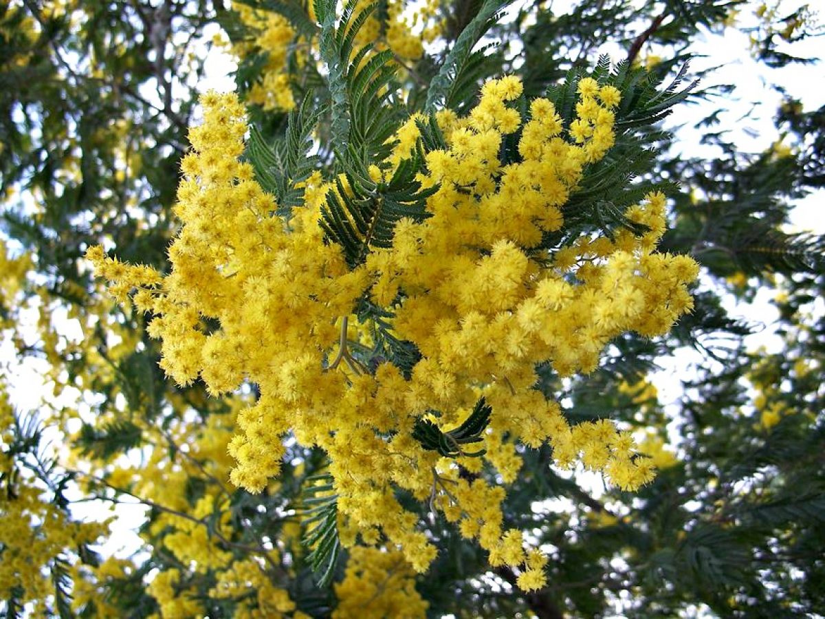 FOTO MIMOSA DA SCARICA