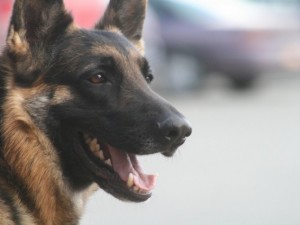 Avellino, arriva il taxi per gli animali domestici: sarà attivo in tutta la provincia