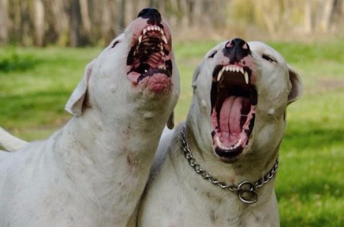 cani-aggressivi.jpg