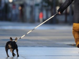 Non usa la paletta per cani, donna presa a bastonate da un 85enne