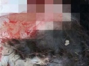 Animalisti in piazza per Chicca, la cagnolina massacrata dal suo padrone un mese fa