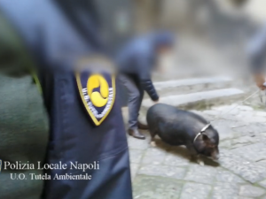 Lo zoo in casa: 30 cani, 8 cincillà e una scrofa nera da cento chili