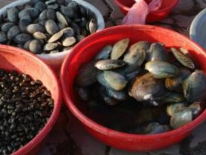 Una tonnellata di frutti di mare pericolosi per la salute sequestrata a Pozzuoli