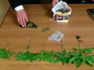 Sorpresi a spacciare per strada, arrestati due ragazzi: in casa 5 piante di cannabis
