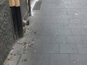 Via dei Mille invasa dalle blatte, la denuncia: "Escono dai tombini, sono ovunque"
