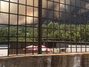 Incendio sul Vesuvio, in salvo i cagnolini del rifugio animalista