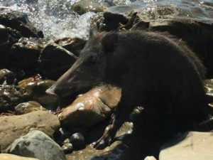 Curioso avvistamento a Pioppi, c'è un cinghiale incastrato tra gli scogli