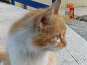 Elsa, la gattina adottata dalla polizia stradale a Napoli