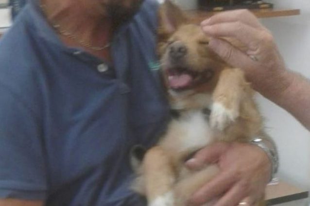 Il cagnolino salvato dalla Polizia a Chiaia.