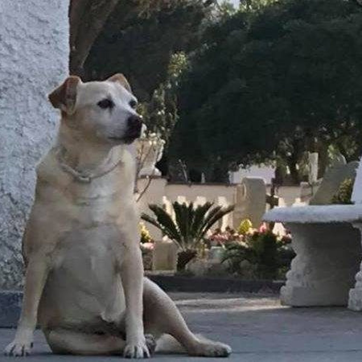 La Storia Di Nicoletta Il Cane Che A Ischia Veglia Da 10 Anni La