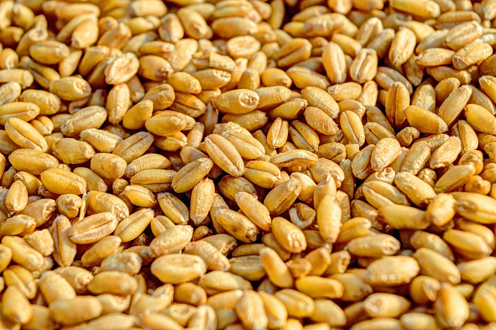 Avellino, i carabinieri sequestrano 1000 tonnellate di grano