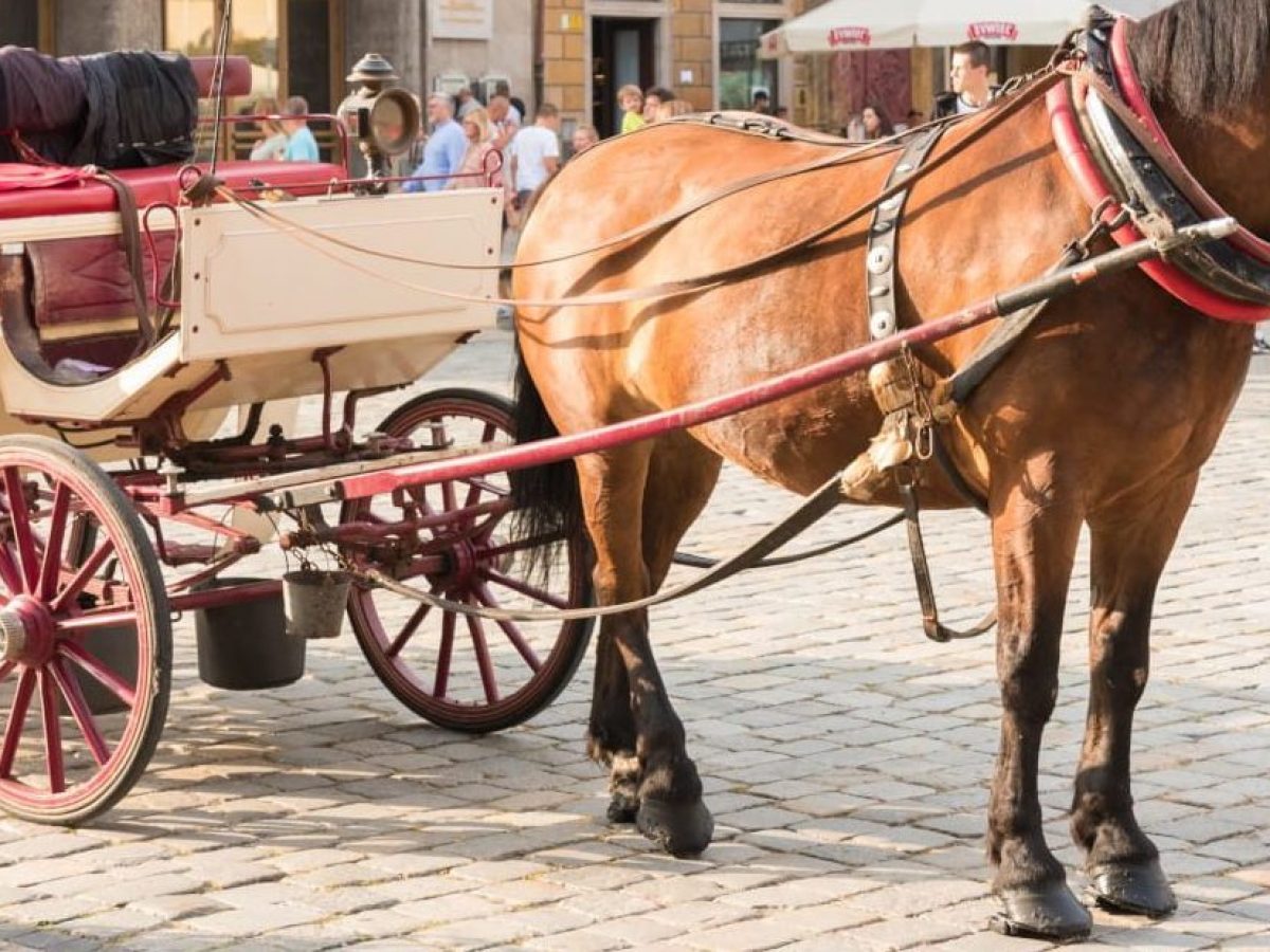 Calesse Per Cavalli Cavalli Calesse Per Cavalli Info