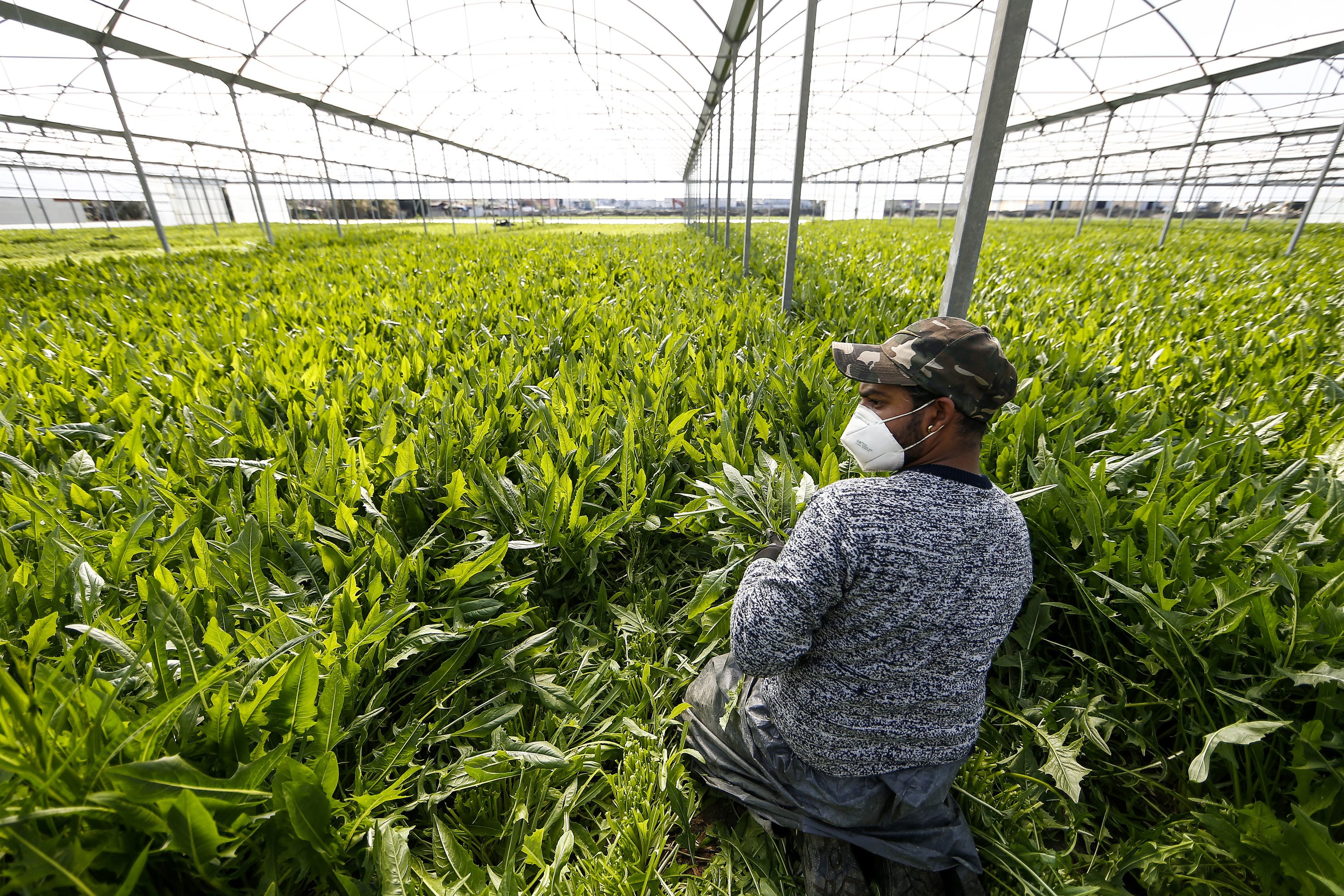 Afragola Vietato Il Lavoro Nei Campi Nelle Ore Pi Calde La Prima 