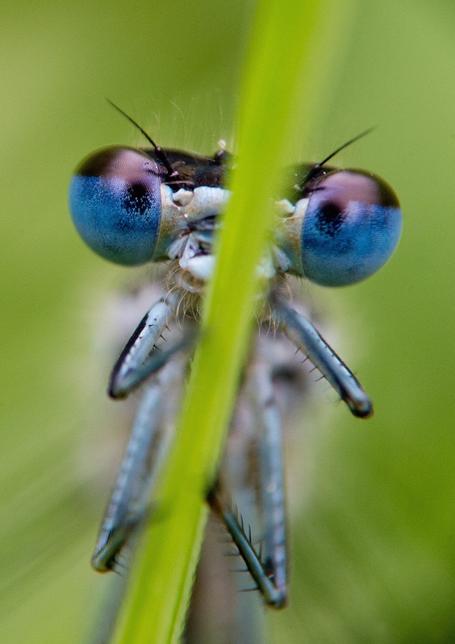 La libellula sa prevedere dove andranno le sue prede