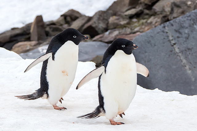 Come Fanno I Pinguini A Resistere Al Freddo