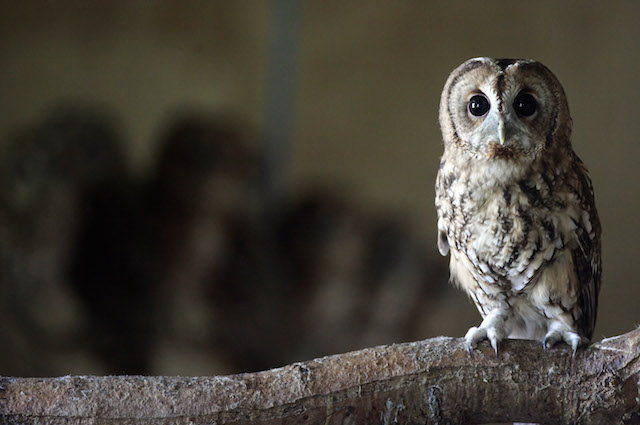 Animali notturni come il gufo sono etichettati come porta sfortuna